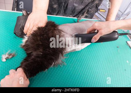 Katzenpflege im Kosmetiksalon für Haustiere. Der Friseur verwendet einen Trimmer, um Rücken, Hinterbeine und Schwanz zu trimmen. Stockfoto