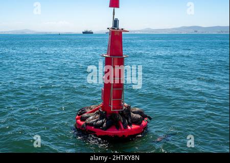 Seelöwen, die auf der roten Kanalmarkierungsboje liegen, und Möwen, die darauf sitzen. Schwimmende Bake mit Tieren. Stockfoto