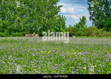 Imker auf dem Gebiet der Phacelia tanacetifolia. Steuert die Situation mit Honig und Bienen. Stockfoto