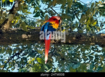 Wilder scharlachrote Ara in den Bäumen der Copan-Ruinen, Copan, Honduras Stockfoto