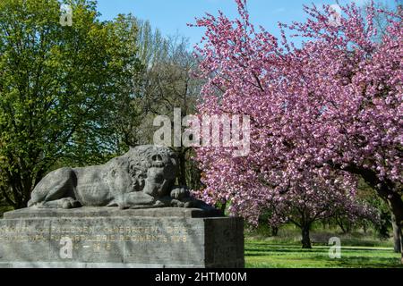 Bad Honnef, Deutschland 25. April 2021, das Löwendenkmal in der Stadt Bad Honnef Stockfoto