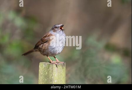 Dunnock (Prunella modularis) sang im Frühjahr auf einem alten Posten, um Territorium zu verkünden und einen Partner zu gewinnen Stockfoto