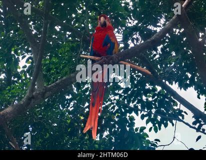 Wilder scharlachrote Ara in den Bäumen der Copan-Ruinen, Copan, Honduras Stockfoto