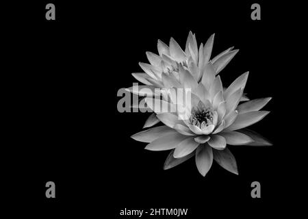 Graustufen von weißen Lotusblumen Stockfoto