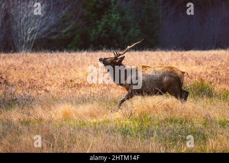 Der 'Raghorn'-Bulle Roosevelt Elk stolziert auf einer Wiese. Fotografiert in der Nähe von Orick California, USA. Stockfoto