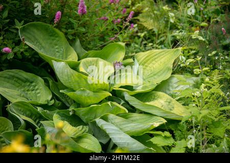 Blätter einer duftenden Wegerich-Lilie im Wald Stockfoto