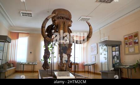 Penza Regional History Museum, Russland - 20. Mai 2021: Modell und fossiler Mammutknochen. Das Skelett eines Mammuts im Museum von Russland. Mammutskelett Stockfoto