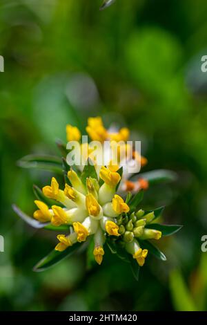 Anthyllis vulneraria ssp. Alpestris Blume in Bergen, Makro Stockfoto