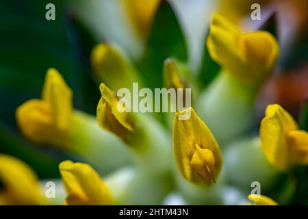 Anthyllis vulneraria ssp. Alpestris blüht in Bergen Stockfoto