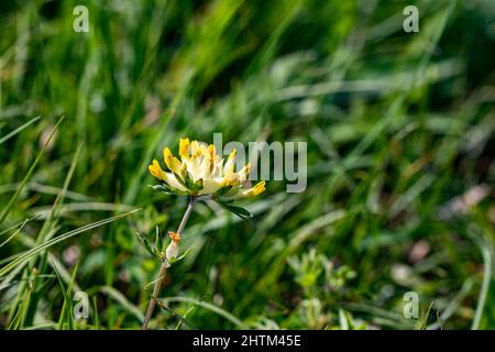 Anthyllis vulneraria ssp. Alpestris blüht in Bergen, aus der Nähe Stockfoto