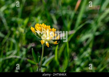 Anthyllis vulneraria ssp. Alpestris Blume wächst in den Bergen, aus der Nähe Stockfoto