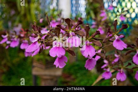 Orchideen im Gewächshaus, Rio, Brasilien Stockfoto