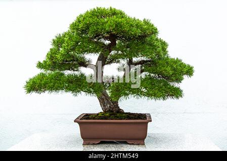 Montreal, Kanada - Feb. 20 2022: Bonsai-Bäume im Botanischen Garten von Montreal Stockfoto
