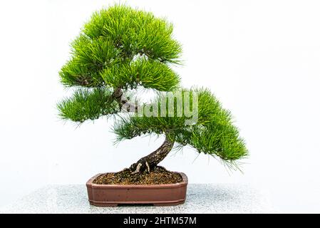 Montreal, Kanada - Feb. 20 2022: Bonsai-Bäume im Botanischen Garten von Montreal Stockfoto
