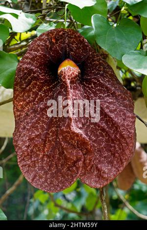 Brasilianische Holländerpfeife oder riesige Pelikanblume (Aristolochia gigantea) Stockfoto