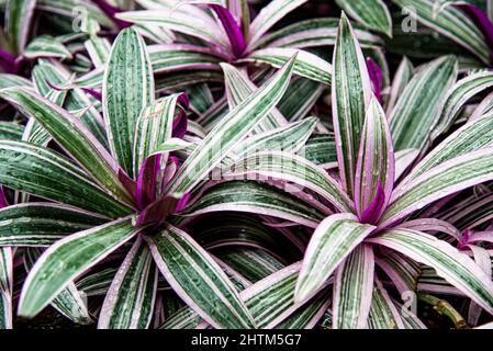 Montreal, Kanada - Feb. 20 2022: Vielfalt an Pflanzen und Blumen im Botanischen Garten von Montreal Stockfoto