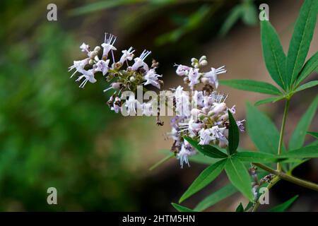 Vitex-, Chastetree- oder Chasteberry-Blüten (Vitex agnus-castus) Stockfoto