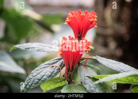 Montreal, Kanada - Feb. 20 2022: Vielfalt an Pflanzen und Blumen im Botanischen Garten von Montreal Stockfoto