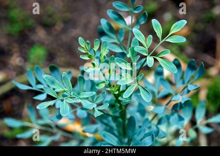 Rue Pflanze im Garten (Ruta graveolens), Brasilien Stockfoto