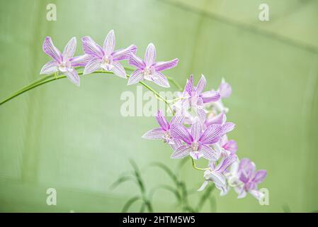 Montreal, Kanada - Feb. 20 2022: Vielfalt an Pflanzen und Blumen im Botanischen Garten von Montreal Stockfoto