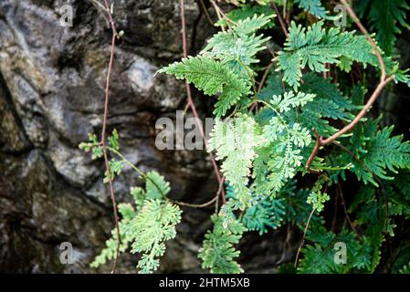 Montreal, Kanada - Feb. 20 2022: Vielfalt an Pflanzen und Blumen im Botanischen Garten von Montreal Stockfoto