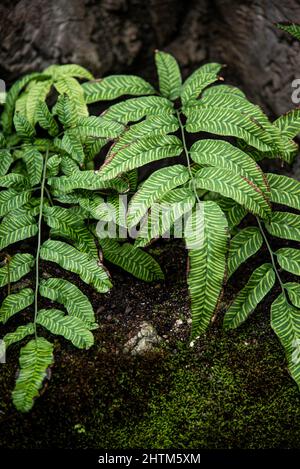 Montreal, Kanada - Feb. 20 2022: Vielfalt an Pflanzen und Blumen im Botanischen Garten von Montreal Stockfoto