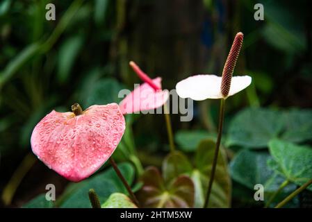 Montreal, Kanada - Feb. 20 2022: Vielfalt an Pflanzen und Blumen im Botanischen Garten von Montreal Stockfoto