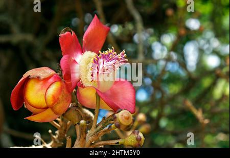 Cannonball-Baumblumen (Couroupita guianensis) Stockfoto