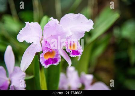 Montreal, Kanada - Feb. 20 2022: Vielfalt an Pflanzen und Blumen im Botanischen Garten von Montreal Stockfoto