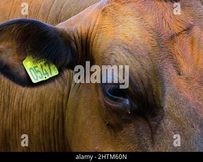 Nahaufnahme einer braunen Kuh mit Identifikationslasche im Ohr Stockfoto