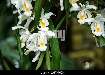 Montreal, Kanada - Feb. 20 2022: Vielfalt an Pflanzen und Blumen im Botanischen Garten von Montreal Stockfoto