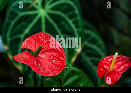 Montreal, Kanada - Feb. 20 2022: Vielfalt an Pflanzen und Blumen im Botanischen Garten von Montreal Stockfoto