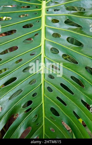 Schweizer Käsepflanzenblatt (Monstera deliciosa), Rio de Janeiro, Brasilien Stockfoto