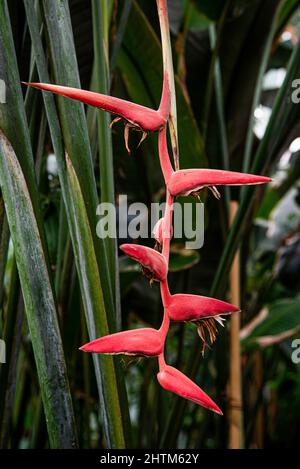 Montreal, Kanada - Feb. 20 2022: Vielfalt an Pflanzen und Blumen im Botanischen Garten von Montreal Stockfoto