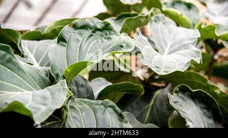 Montreal, Kanada - Feb. 20 2022: Vielfalt an Pflanzen und Blumen im Botanischen Garten von Montreal Stockfoto