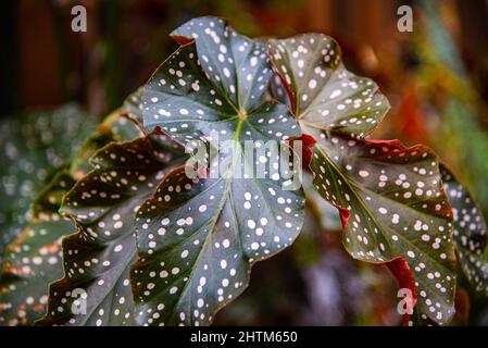 Montreal, Kanada - Feb. 20 2022: Vielfalt an Pflanzen und Blumen im Botanischen Garten von Montreal Stockfoto