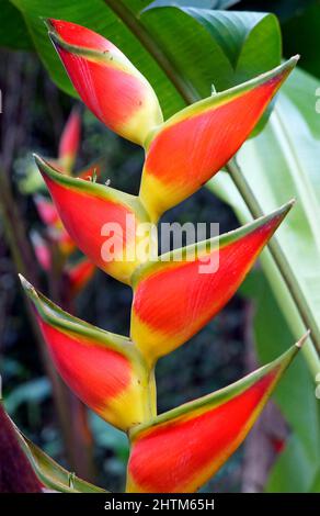 Heliconia-Blüte (Heliconia wagneriana) im tropischen Regenwald Stockfoto