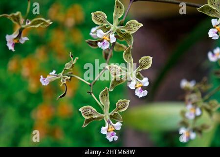 Orchideen im Gewächshaus, Rio, Brasilien Stockfoto
