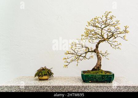 Montreal, Kanada - Feb. 20 2022: Bonsai-Bäume im Botanischen Garten von Montreal Stockfoto