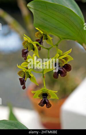 Orchideen im Gewächshaus, Rio, Brasilien Stockfoto
