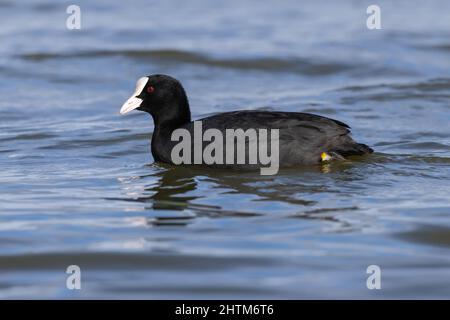 Blässhühner auf dem Wasser Stockfoto