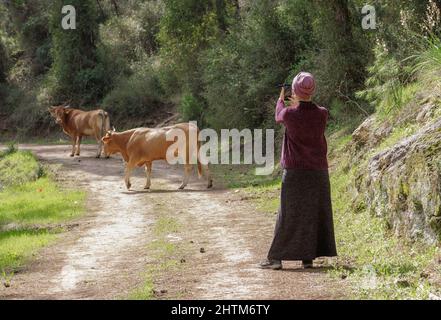 Eine Frau auf einer Waldstraße fotografiert Kühe mit ihrem Telefon Stockfoto