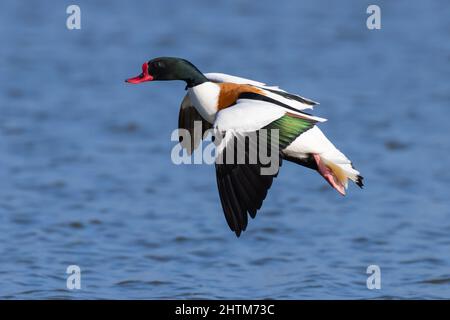 Shelduck drake, der auf dem Wasser landet Stockfoto