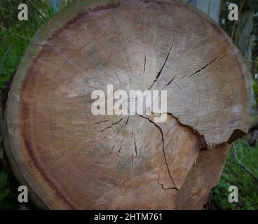 Querschnitt des Baumes. Holzstruktur mit dem Querschnitt. Baumringe alte verwitterte Holzstruktur eines geschnittenen Baumstamms, die das konzentrische jährliche Wachstum zeigt Stockfoto