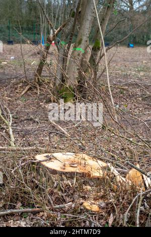 Wendover, Buckinghamshire, Großbritannien. 28.. Februar 2022. HS2 haben kürzlich neben dem ehemaligen Wendover Active Resistance Camp, wo Stop HS2-Aktivisten bis Ende letzten Jahres lebten, eine Reihe von Bäumen gefällt, bevor sie bis HS2 vertrieben wurden. Quelle: Maureen McLean/Alamy Stockfoto