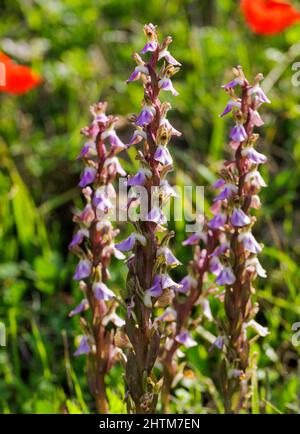 Riesige orchis, langstielige orchis, Barlia robertiana Stockfoto