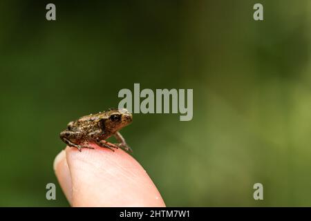 Kleine Baby gemeinsamen Frosch am Finger im Naturschutzgebiet Stockfoto