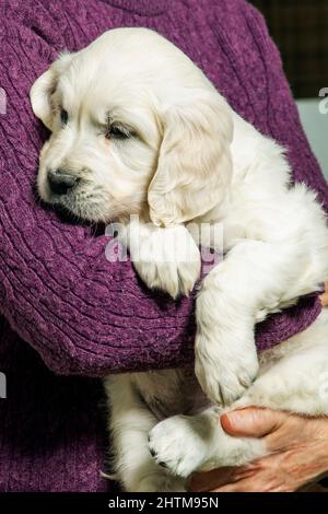 Sechs Wochen alt Platinum, oder Creme farbigen Golden Retriever Welpen. Stockfoto