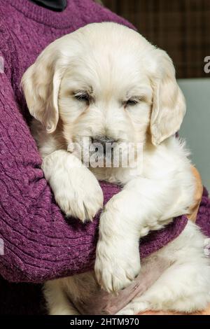 Sechs Wochen alt Platinum, oder Creme farbigen Golden Retriever Welpen. Stockfoto