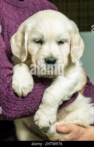 Sechs Wochen alt Platinum, oder Creme farbigen Golden Retriever Welpen. Stockfoto